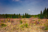 Forest meadow field landscape. Early spring forest meadow view. Forest meadow scene.