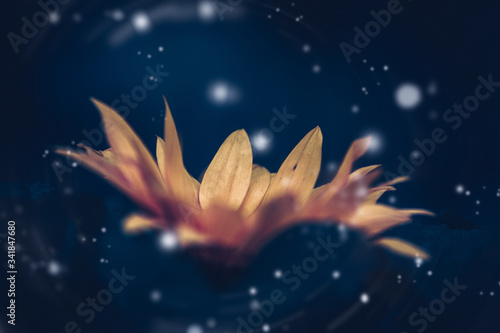 Dramatic Sunflower flower background; Nature background