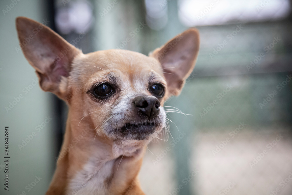 Partial view, neck up, of tan and white Chihuahua with dog shelter fencing in background
