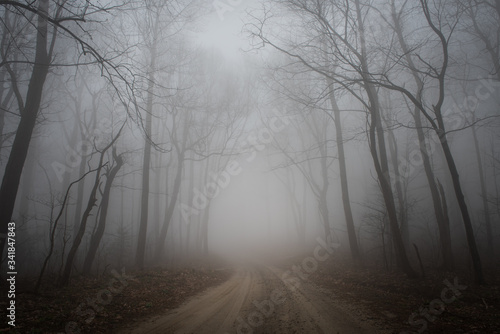 Foggy Road in Woods