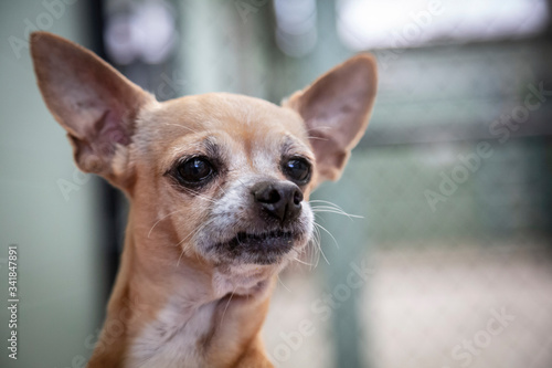 Partial view, neck up, of tan and white Chihuahua with dog shelter fencing in background 