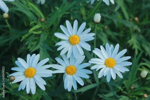 white daisies in a garden