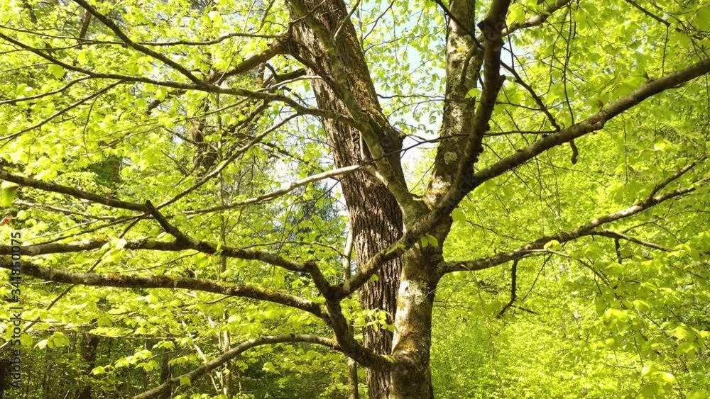 Slow camera moving inside spring season green sunny tree crown. Slow camera moving inside spring season green sunny tree crown.