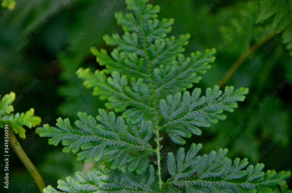 close up of a green fern close up of a green fern