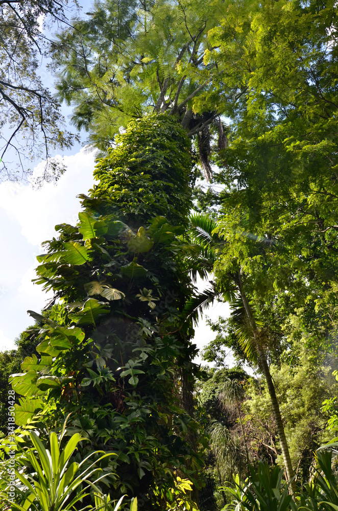 Fototapeta premium tree in the forest