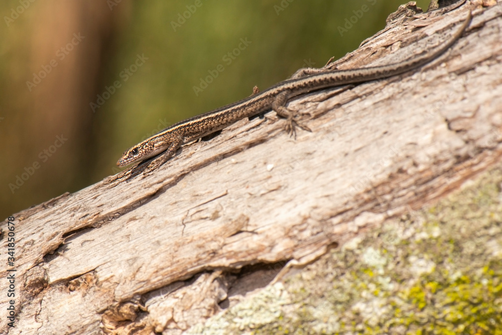 Garden Skink also known as Lampropholis guichenoti. Garden Skink also known as Lampropholis guichenoti.