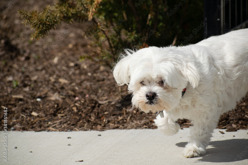White fluffy dog walking without a leash White fluffy dog walking without a leash