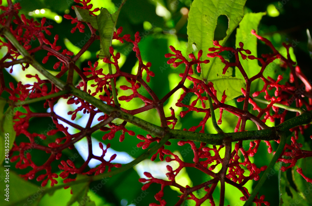 red rain forest plant red rain forest plant