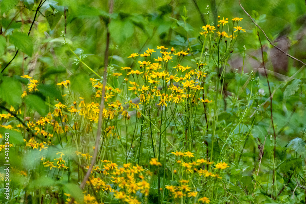 Obraz premium Flower