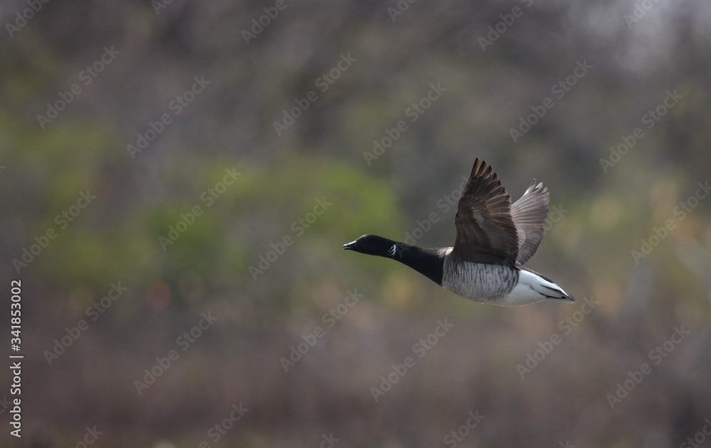 The Brant Goose smaller in size than Canada Goose. They breed in high Arctic Tundra along winter along coasts. The Brant Goose smaller in size than Canada Goose. They breed in high Arctic Tundra along winter along coasts.