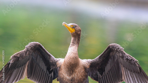 Canvas Print The Unique Cormorant