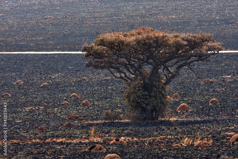 Marula Fruit Tree In Burnt Grassland With Anthills (Sclerocarya birrea