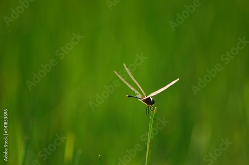 dragonfly on a green leaf © areeb