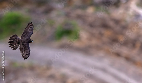 New Zealand Falcon (Karearea)(Falco novaeseelandiae) in flight photo