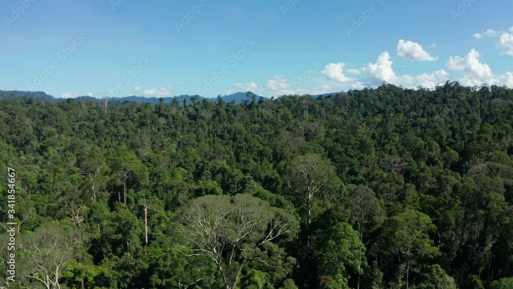Aerial Drone image of stunning beautiful deep Rainforest Jungle of Borneo island.