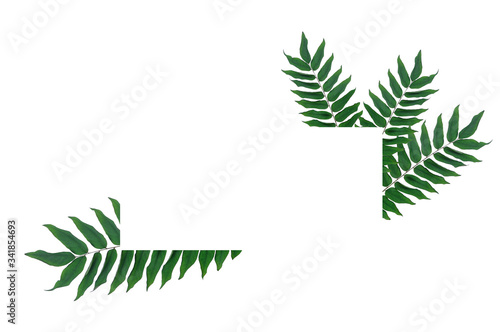 vector illustration of a green leaf