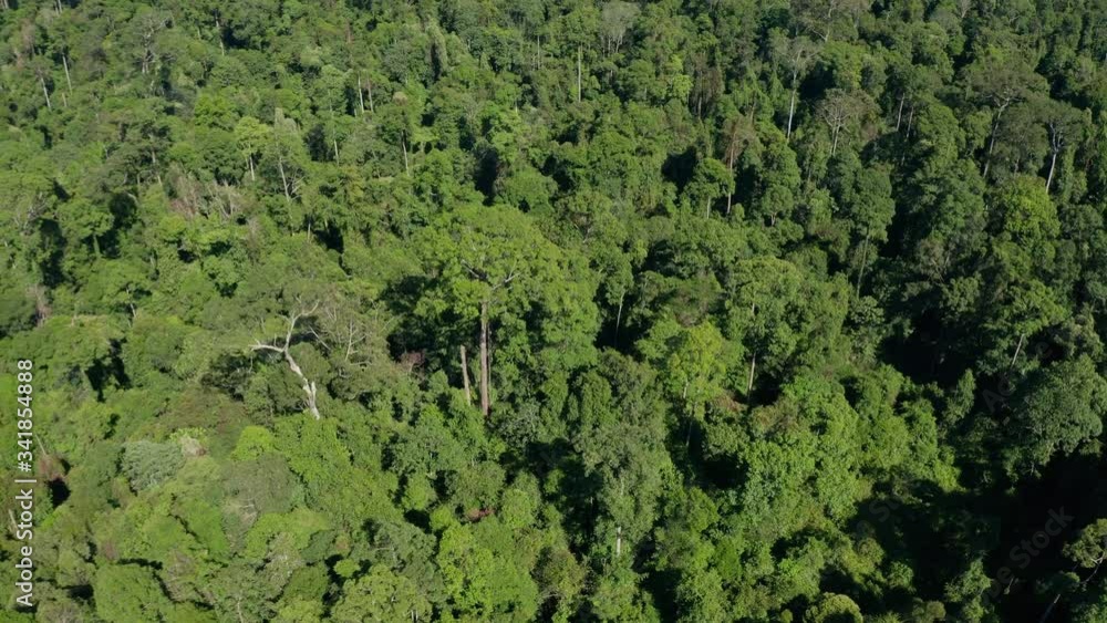 Aerial Drone image of stunning beautiful deep Rainforest Jungle of Borneo island. Aerial Drone image of stunning beautiful deep Rainforest Jungle of Borneo island.