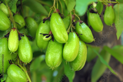 Fresh Vegetable Starfruits 