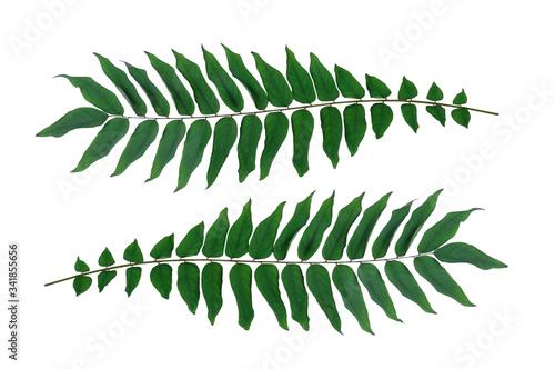 Double vegetable Starfruits leaves isolated 