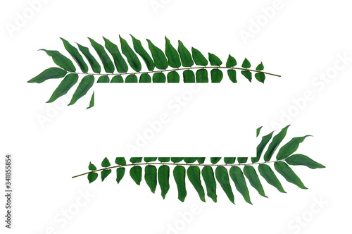 Decorative natural frame