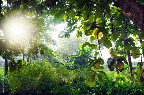 sun rays through the green leaves of trees