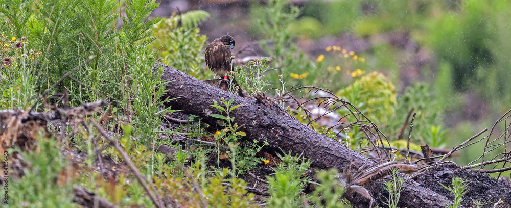 Obraz premium New Zealand Falcon (Karearea)(Falco novaeseelandiae) perched on a log in the rain in natural habitat