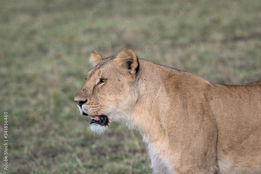 Close up of a lioness. Image taken in the Masai Mara, Kenya. Close up of a lioness. Image taken in the Masai Mara, Kenya.