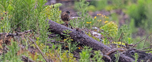 New Zealand Falcon (Karearea)(Falco novaeseelandiae) perched on a log in the rain in natural habitat