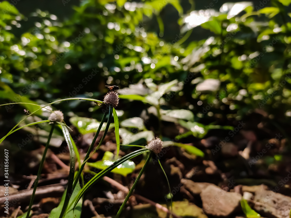 Kyllinga is genus of flowering plants in the sedge family known commonly as spikesedges and there is a little fly on the flower. Kyllinga is genus of flowering plants in the sedge family known commonly as spikesedges and there is a little fly on the flower.