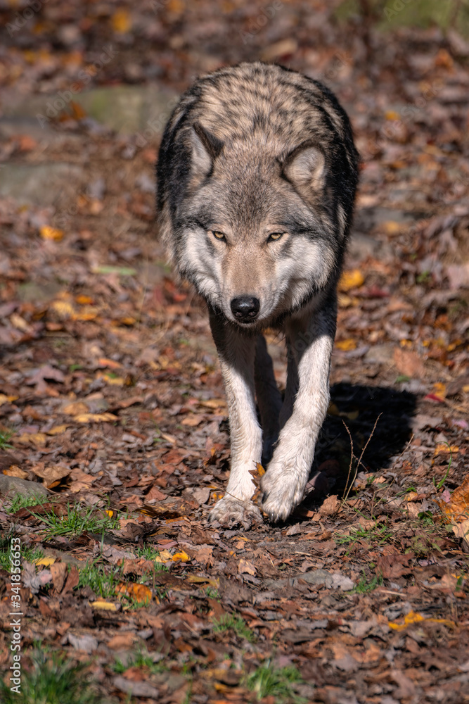 Fototapeta premium Gray wolf (timber wolf) walking through a clearing surrounded by Fall foliage. 