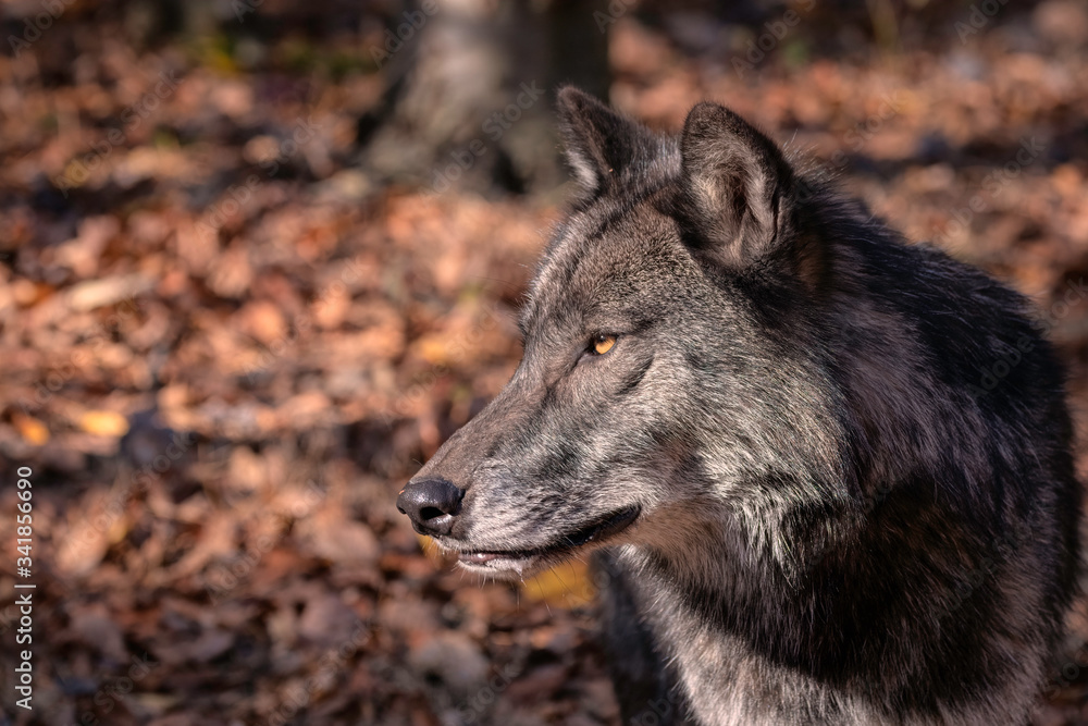 Timber Wolf (also known as a Gray Wolf or Grey Wolf) Portrait with Fall Color in the Background