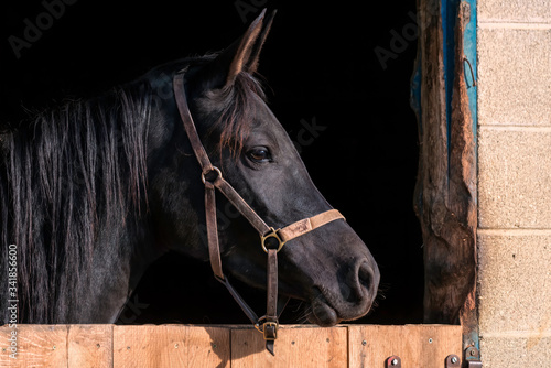 Black Arabian horse with a bridle looking out of its stall.