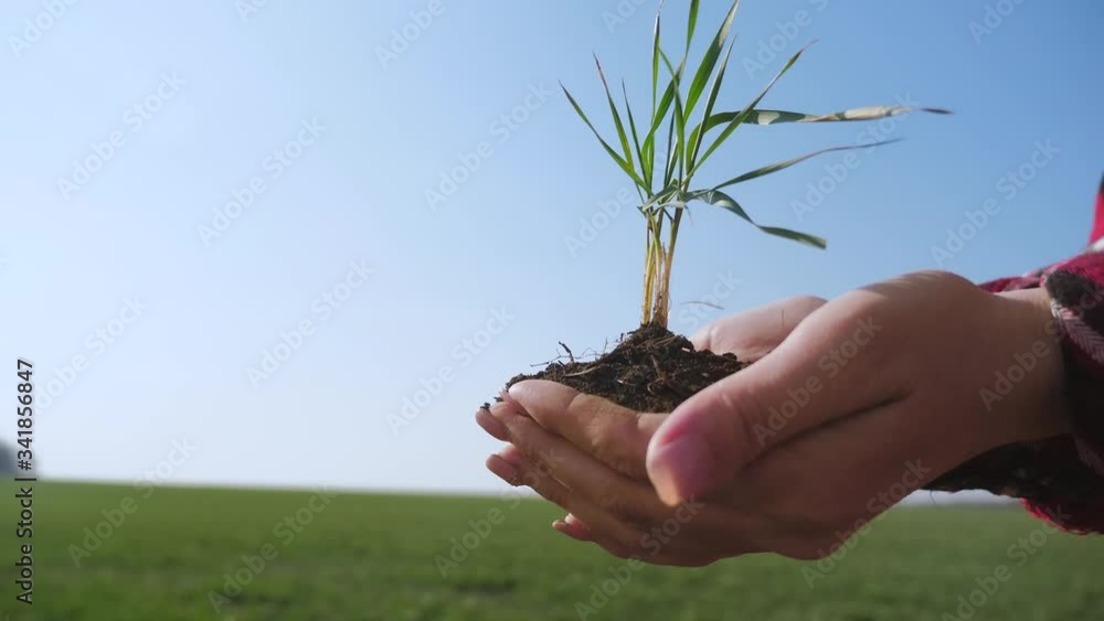girl hands holding soil dirt a green young plant. eco farming Symbol of spring and ecology concept. woman peasant hands holding green young plant and earthy handful in morning sunlight rays earth day girl hands holding soil dirt a green young plant. eco farming Symbol of spring and ecology concept. woman peasant hands holding green young plant and earthy handful in morning sunlight rays earth day
