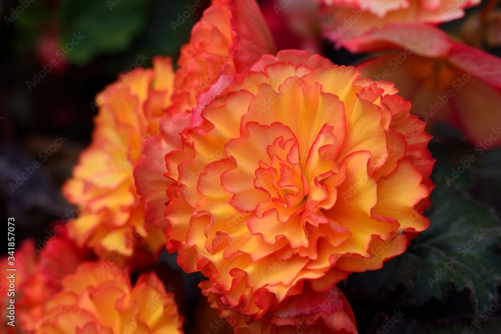 Beautiful lady-Rieger Begonia (Begonia hiemalis Fostsch) Beautiful lady-Rieger Begonia (Begonia hiemalis Fostsch)