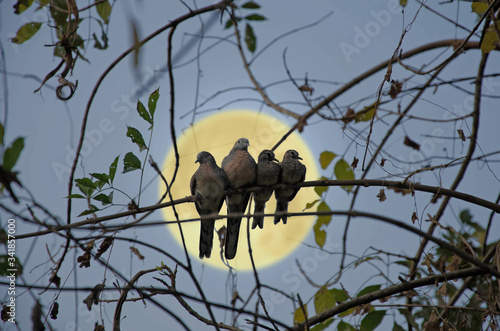 Zabra dove family on branch with full moon photo