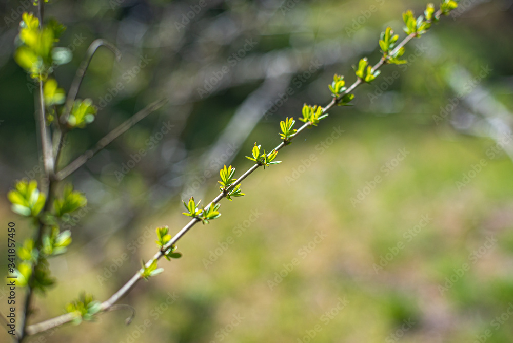 芽吹き