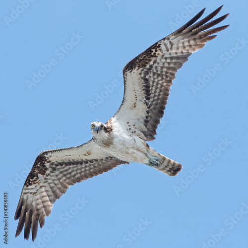 Osprey (Pandion haliaetus) stares as it flies by