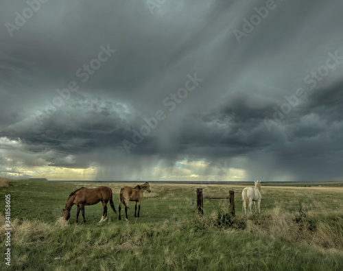 Horses on the Eastern Colorado Plains as an Impending Storm Appraoches
