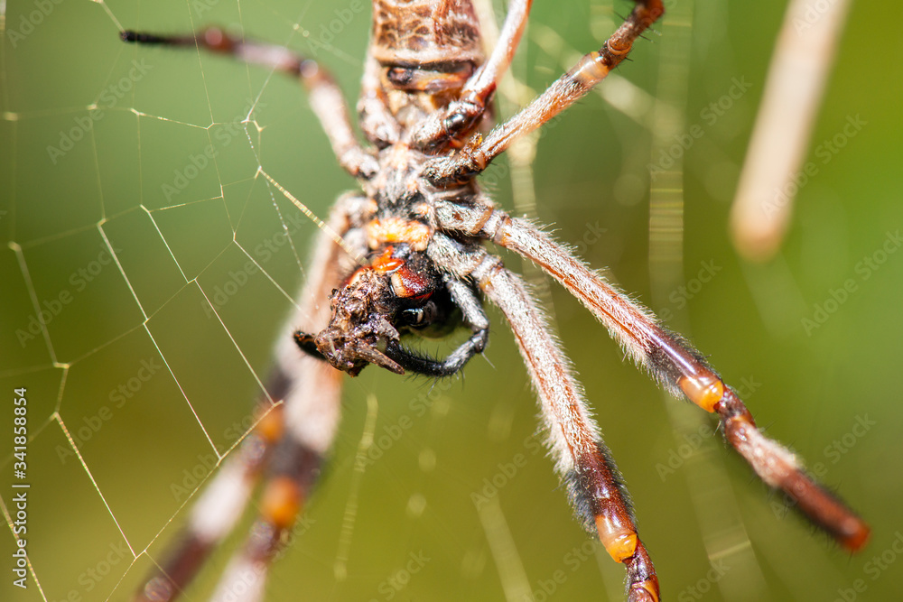 Australian Golden Orb-Weaver Spider also known as Nephila edulis of the family Nephilidae Australian Golden Orb-Weaver Spider also known as Nephila edulis of the family Nephilidae