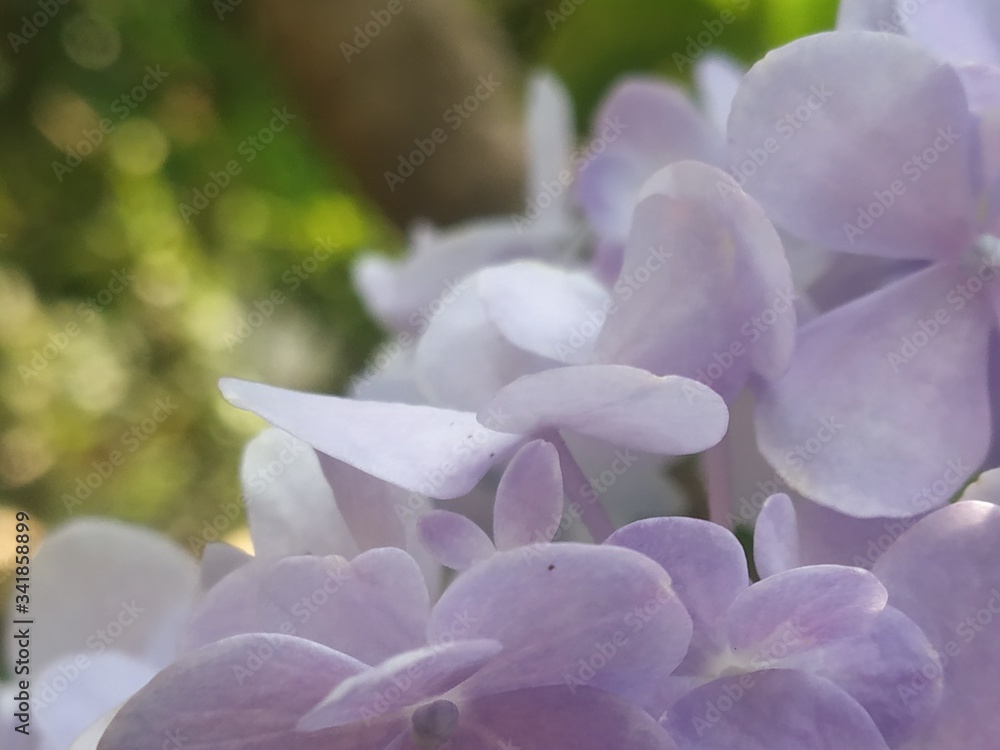 close up of lilac close up of lilac