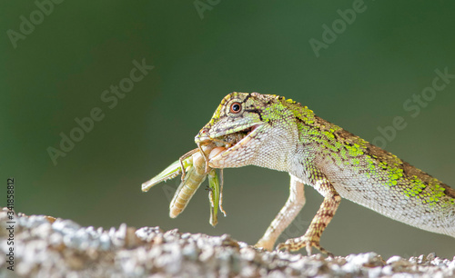 Obraz na plátně Tree lizard eating a grasshopper