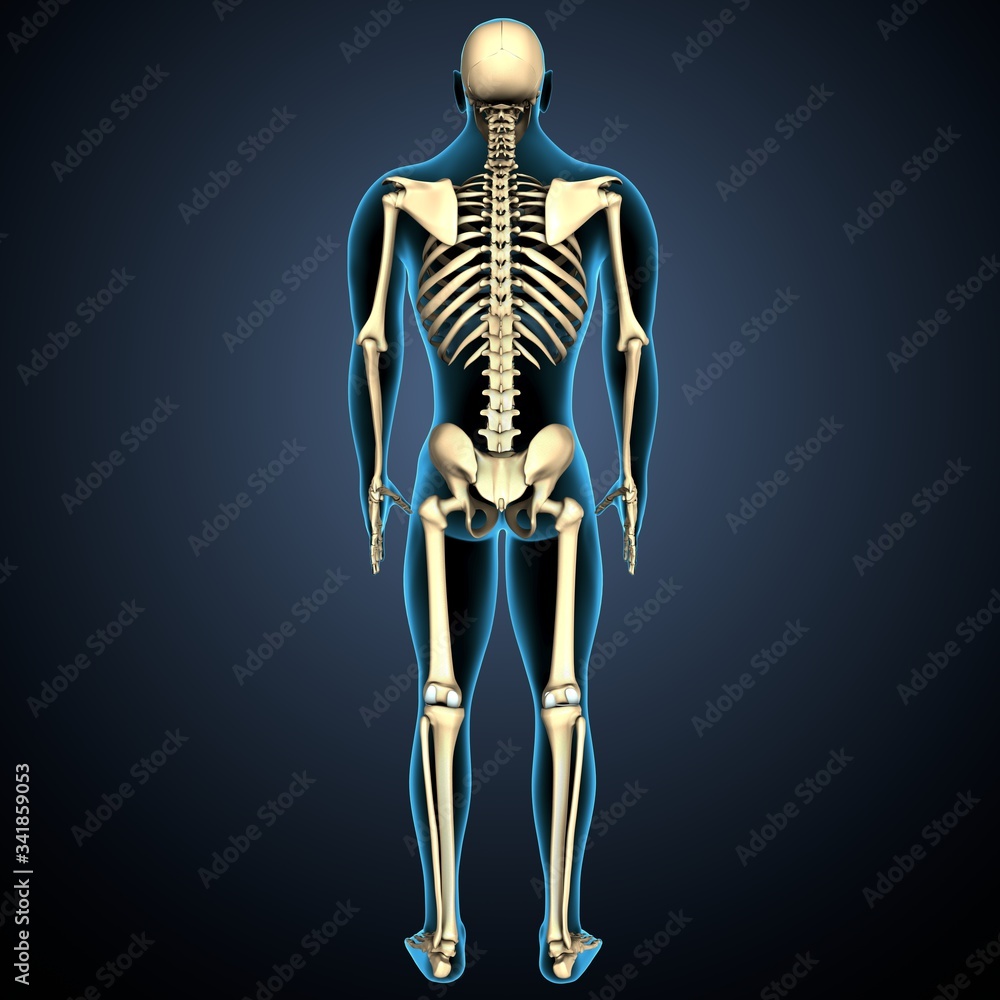 3d render of human body skeleton anatomy medical content