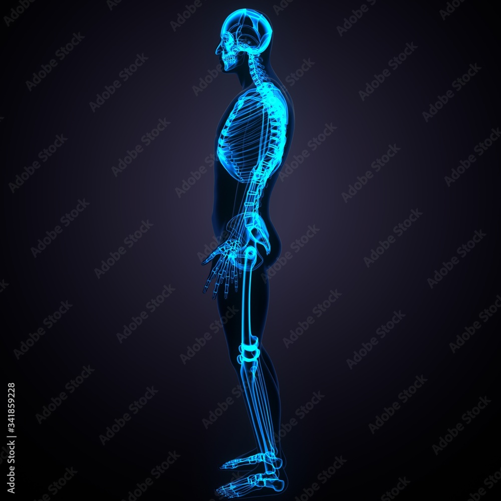 3d render of human body skeleton anatomy medical content 3d render of human body skeleton anatomy medical content
