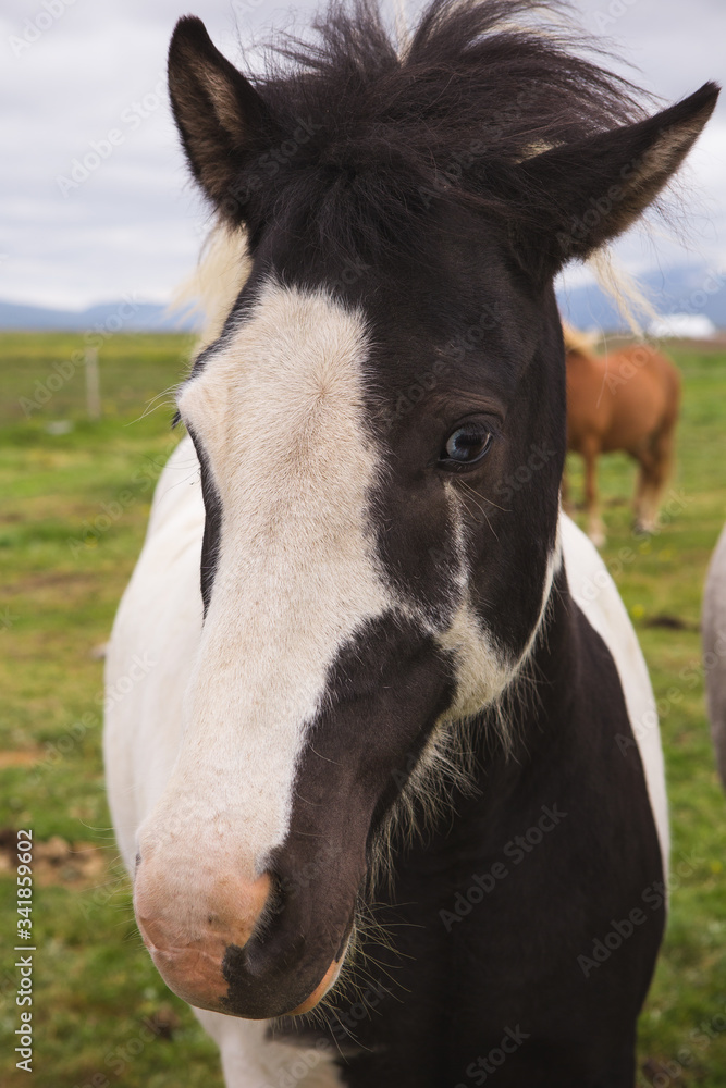 Naklejka premium Beautiful Wild Horses in Iceland