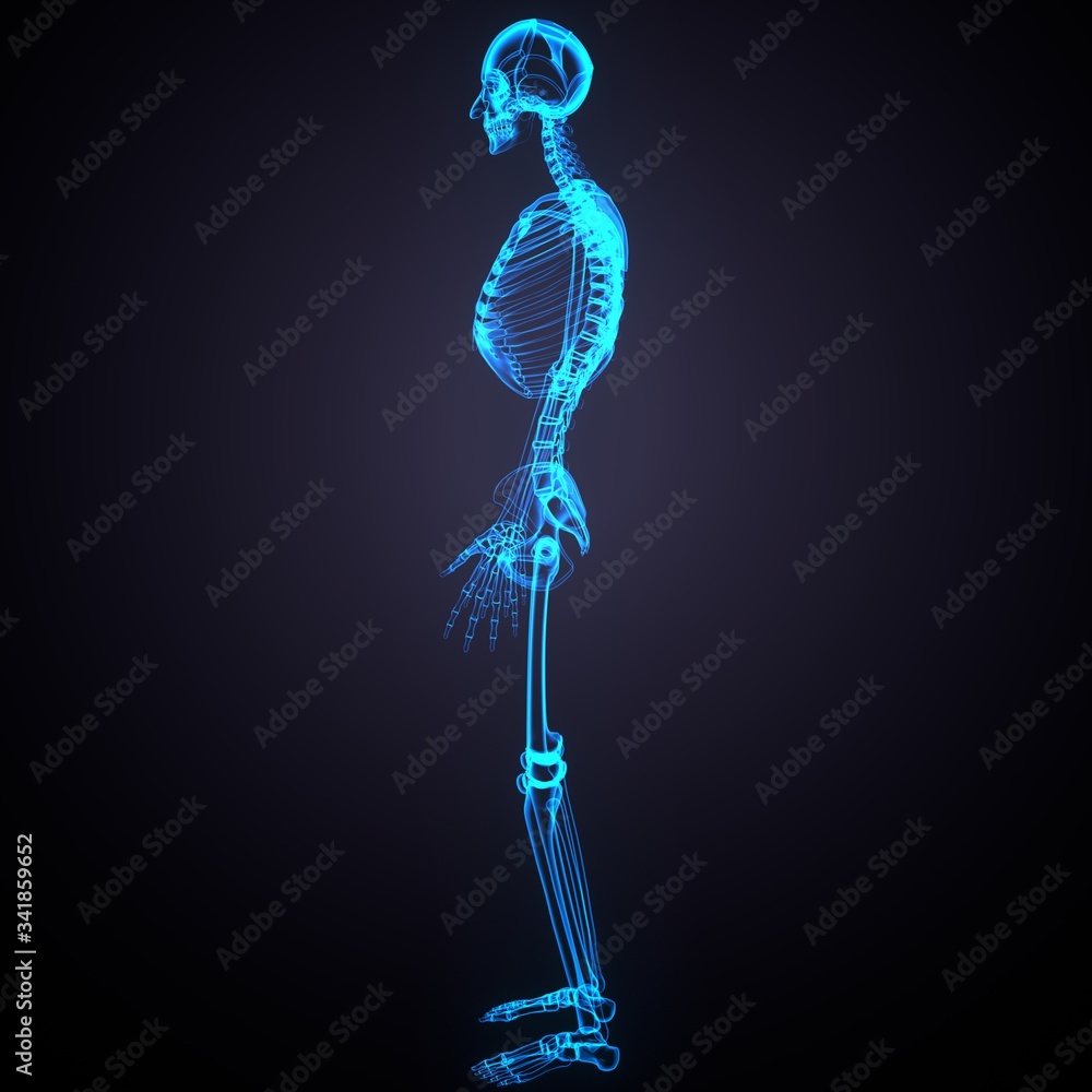 3d render of human body skeleton anatomy medical content 3d render of human body skeleton anatomy medical content