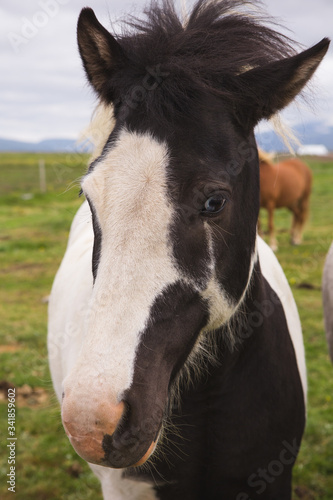 Beautiful Wild Horses in Iceland © Paul