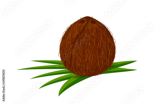 coconut on leaf green, coconut brown fruit isolated on white, illustration coconut for clip art and icon
