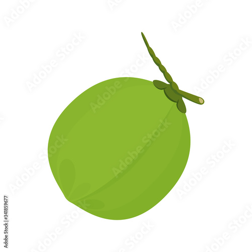 coconut fresh young isolated on white background, illustration coconut green for healthy food menu fruit juice, coconut summer fruit concept, green coconut for clip art simple