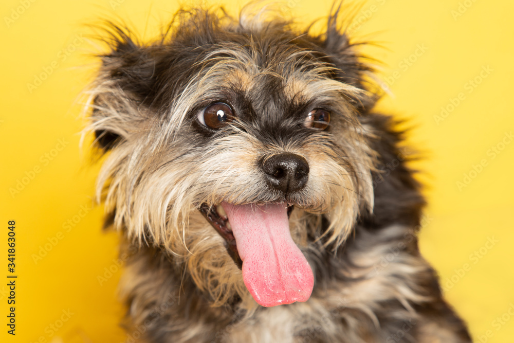 Dog Portraits Against Yellow Backdrop Dog Portraits Against Yellow Backdrop