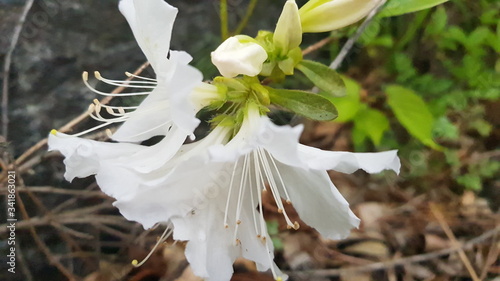 white and yellow